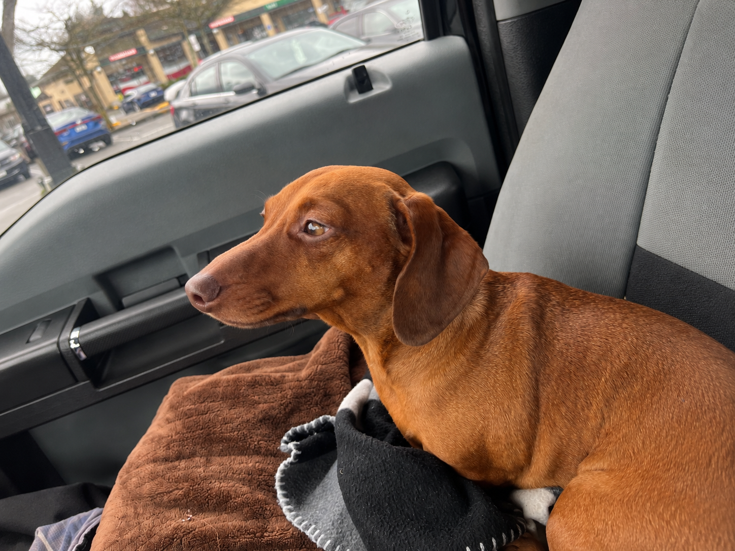 Ruby, a red dachshund, sitting on a blanket in the front seat of the tow truck watching out the window